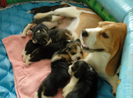 mattie with puppies 2wks