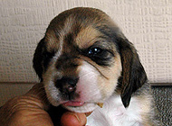 mattie_girl4_3wks